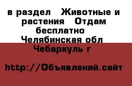  в раздел : Животные и растения » Отдам бесплатно . Челябинская обл.,Чебаркуль г.